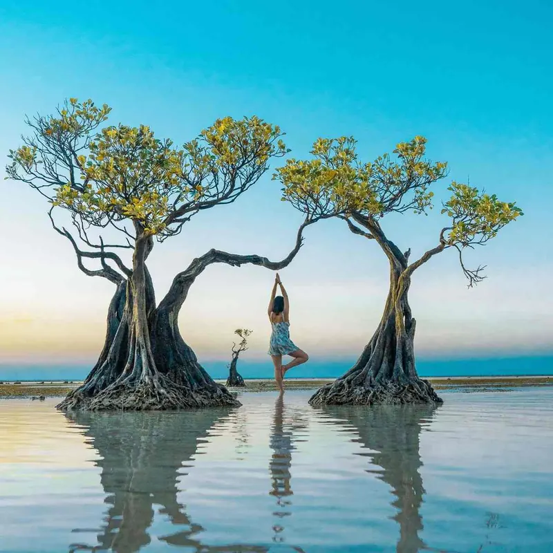 Mangrove trees standing in the shallow water of Walakiri Beach