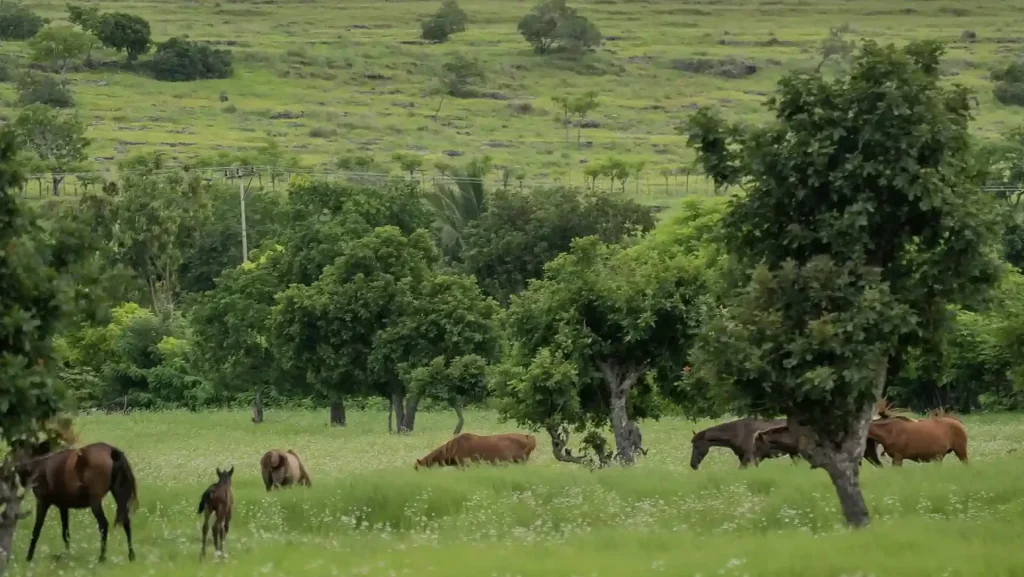 Horses grazing on green savanna grassland in Sumba