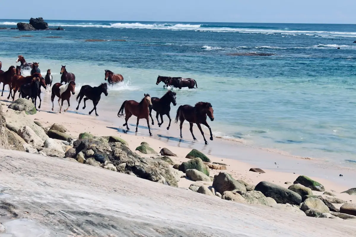 Sumba's wild coastline where the surf charters run
